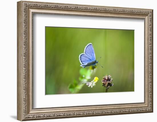 Gossamer-Winged Butterfly (Lycaenidae) in a Meadow-Brigitte Protzel-Framed Photographic Print