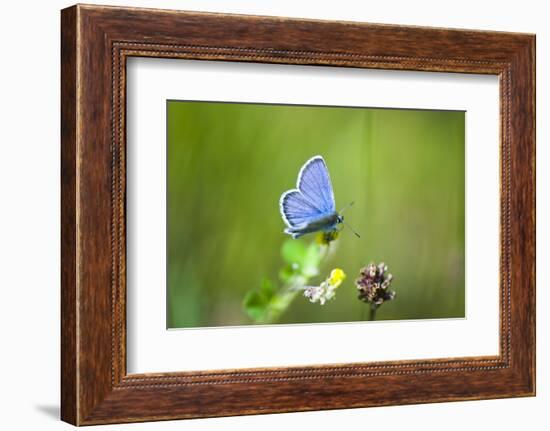 Gossamer-Winged Butterfly (Lycaenidae) in a Meadow-Brigitte Protzel-Framed Photographic Print