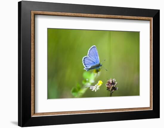 Gossamer-Winged Butterfly (Lycaenidae) in a Meadow-Brigitte Protzel-Framed Photographic Print