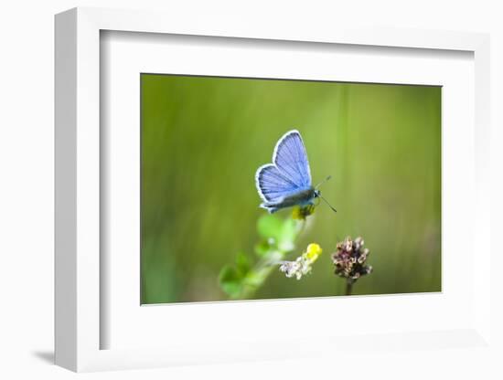 Gossamer-Winged Butterfly (Lycaenidae) in a Meadow-Brigitte Protzel-Framed Photographic Print