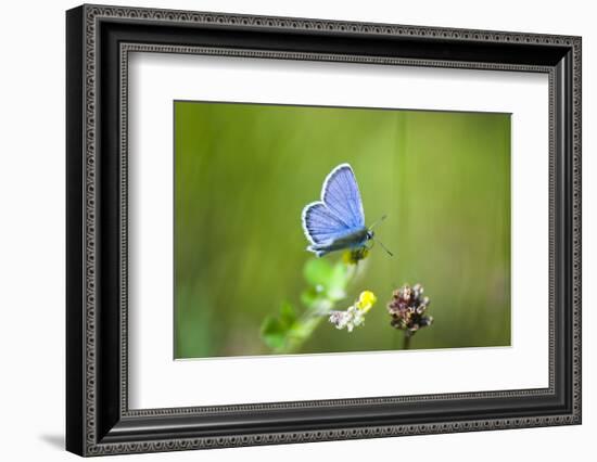 Gossamer-Winged Butterfly (Lycaenidae) in a Meadow-Brigitte Protzel-Framed Photographic Print