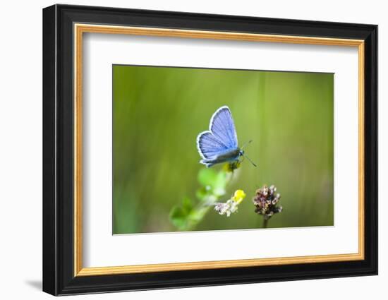Gossamer-Winged Butterfly (Lycaenidae) in a Meadow-Brigitte Protzel-Framed Photographic Print