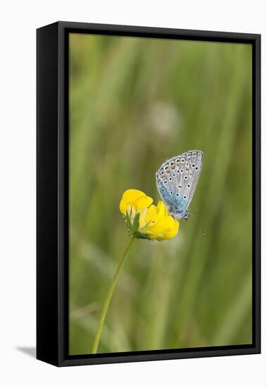 gossamer-winged butterfly on yellow blossom in meadow, summer,-UtArt-Framed Premier Image Canvas