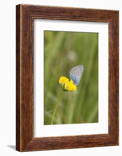 gossamer-winged butterfly on yellow blossom in meadow, summer,-UtArt-Framed Photographic Print