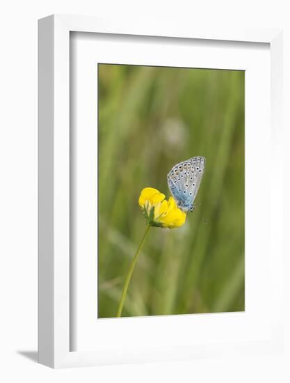 gossamer-winged butterfly on yellow blossom in meadow, summer,-UtArt-Framed Photographic Print