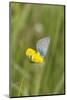 gossamer-winged butterfly on yellow blossom in meadow, summer,-UtArt-Mounted Photographic Print