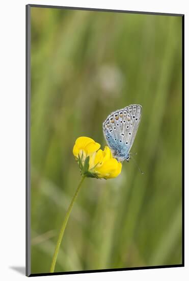 gossamer-winged butterfly on yellow blossom in meadow, summer,-UtArt-Mounted Photographic Print