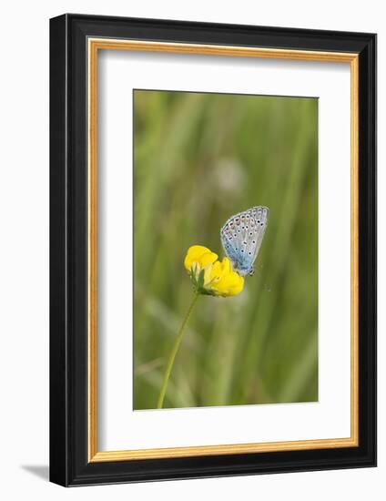 gossamer-winged butterfly on yellow blossom in meadow, summer,-UtArt-Framed Photographic Print