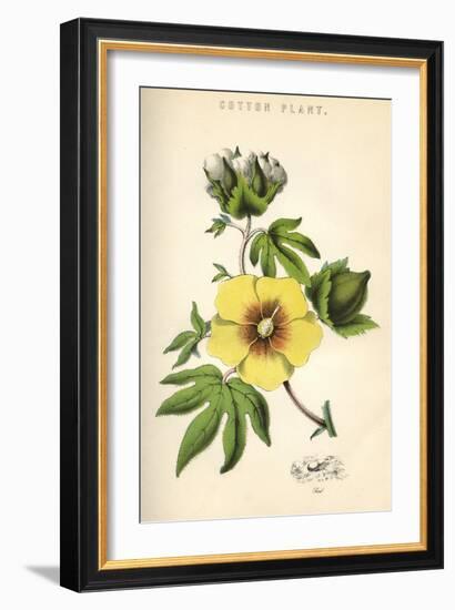 Gossypium (Cotton)-null-Framed Art Print