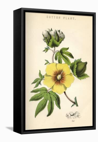 Gossypium (Cotton)-null-Framed Stretched Canvas