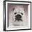 Got Treat Bulldog Puppy-Jai Johnson-Framed Giclee Print