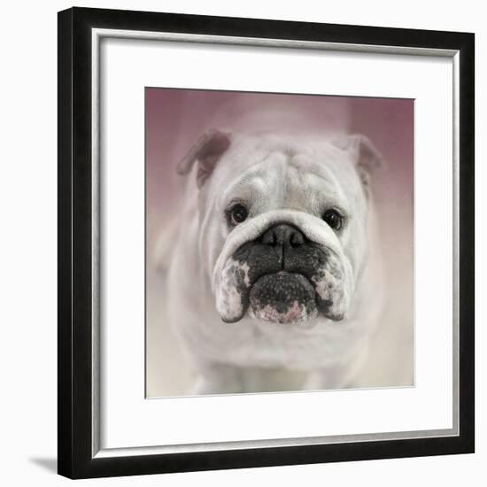 Got Treat Bulldog Puppy-Jai Johnson-Framed Giclee Print