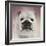 Got Treat Bulldog Puppy-Jai Johnson-Framed Giclee Print