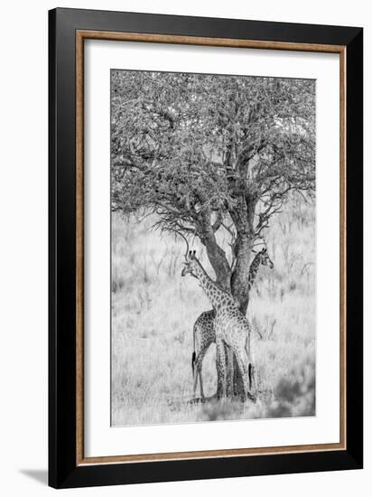 Got Your Back-Shot by Clint-Framed Giclee Print