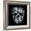 Gothic Image of a Human Skull in Black and White Isolated on Black Background-Valentina Photos-Framed Art Print