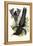 Gould Bird of Paradise III-John Gould-Framed Stretched Canvas