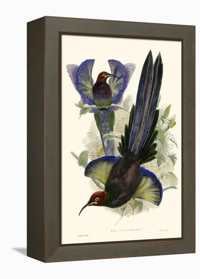 Gould Bird of Paradise III-John Gould-Framed Stretched Canvas