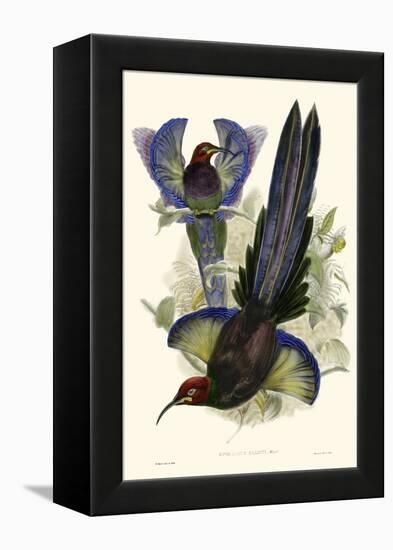 Gould Bird of Paradise III-John Gould-Framed Stretched Canvas