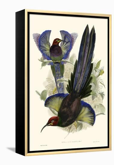 Gould Bird of Paradise III-John Gould-Framed Stretched Canvas