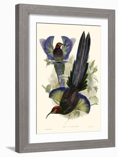 Gould Bird of Paradise III-John Gould-Framed Art Print