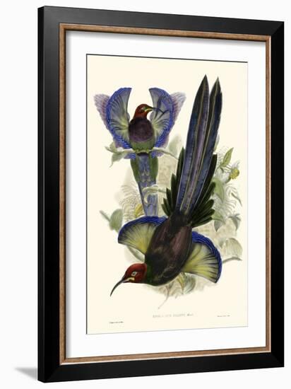 Gould Bird of Paradise III-John Gould-Framed Art Print