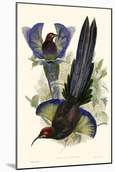 Gould Bird of Paradise III-John Gould-Mounted Art Print