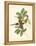 Gould Birds of the Tropics III-John Gould-Framed Stretched Canvas