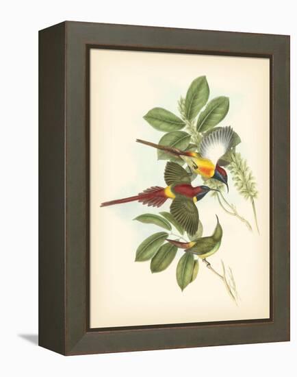 Gould Birds of the Tropics III-John Gould-Framed Stretched Canvas