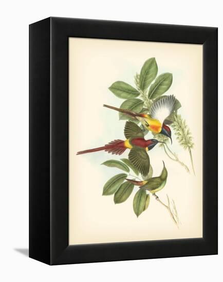 Gould Birds of the Tropics III-John Gould-Framed Stretched Canvas