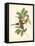 Gould Birds of the Tropics III-John Gould-Framed Stretched Canvas