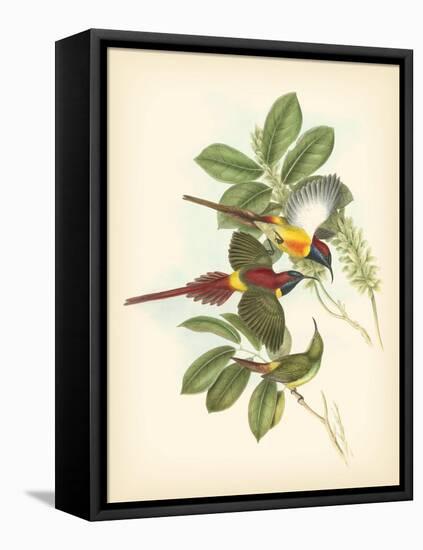 Gould Birds of the Tropics III-John Gould-Framed Stretched Canvas