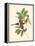 Gould Birds of the Tropics III-John Gould-Framed Stretched Canvas