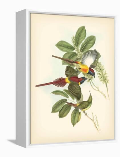 Gould Birds of the Tropics III-John Gould-Framed Stretched Canvas