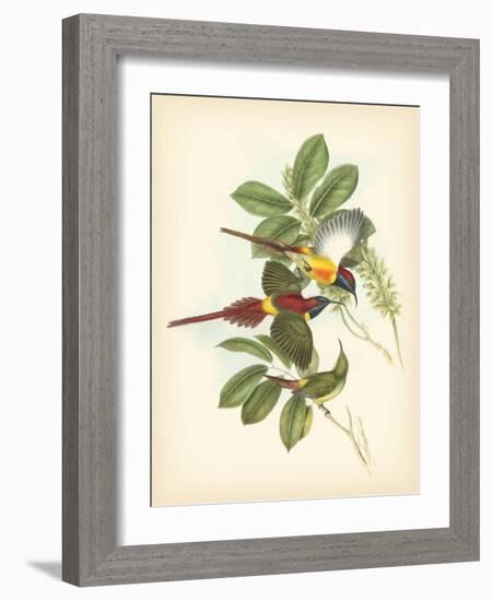 Gould Birds of the Tropics III-John Gould-Framed Art Print