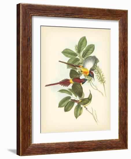 Gould Birds of the Tropics III-John Gould-Framed Art Print