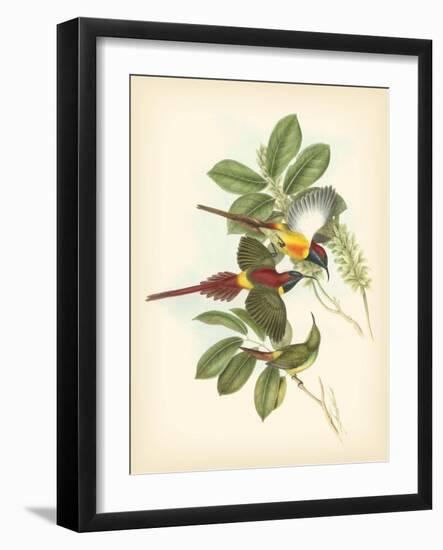 Gould Birds of the Tropics III-John Gould-Framed Art Print