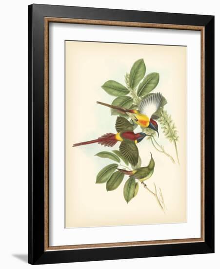 Gould Birds of the Tropics III-John Gould-Framed Art Print