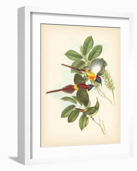 Gould Birds of the Tropics III-John Gould-Framed Art Print