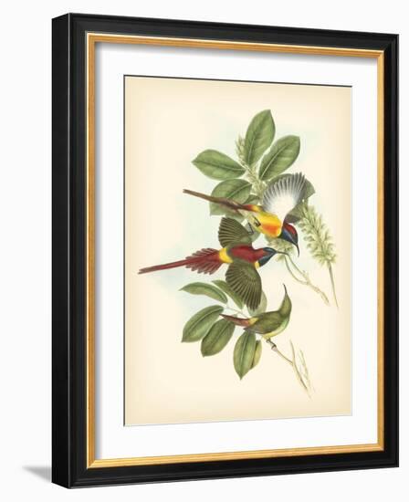 Gould Birds of the Tropics III-John Gould-Framed Art Print