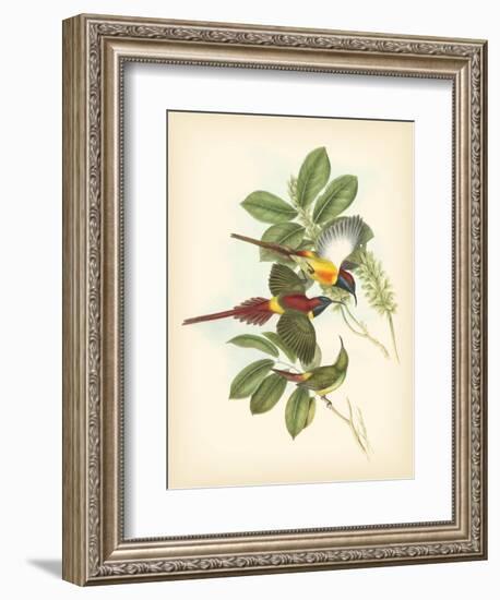 Gould Birds of the Tropics III-John Gould-Framed Art Print