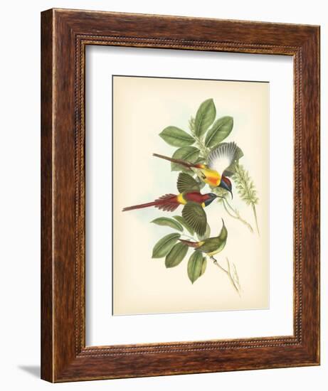 Gould Birds of the Tropics III-John Gould-Framed Art Print