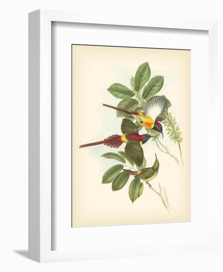 Gould Birds of the Tropics III-John Gould-Framed Art Print