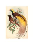 Drepanornis Albertisi (Black-Billed Sicklebill Bird of Paradise), Colored Lithograph-Gould & Hart-Giclee Print