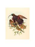 Trogan Variegatus, Probably 1836-1838-Gould & Hart-Giclee Print