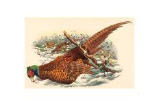 Trogan Variegatus, Probably 1836-1838-Gould & Hart-Framed Giclee Print