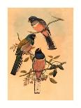 Trogan Variegatus, Probably 1836-1838-Gould & Hart-Giclee Print