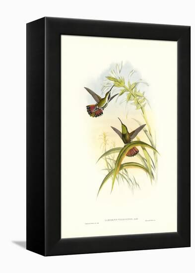 Gould Hummingbird I-John Gould-Framed Stretched Canvas