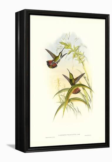 Gould Hummingbird I-John Gould-Framed Stretched Canvas