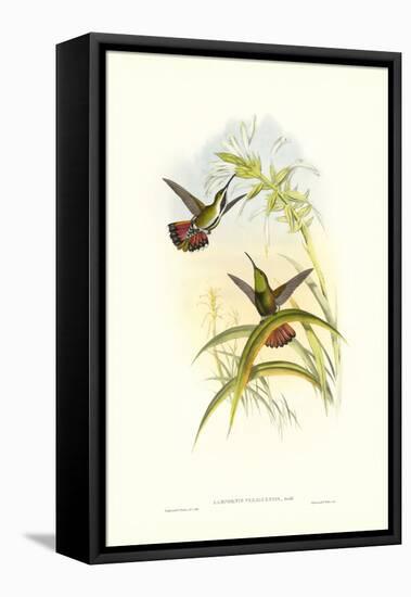 Gould Hummingbird I-John Gould-Framed Stretched Canvas