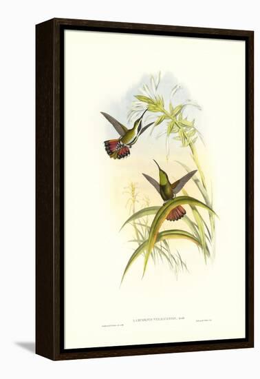 Gould Hummingbird I-John Gould-Framed Stretched Canvas